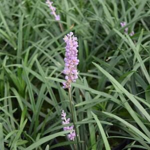 Liriope muscari 'Big Blue' ---